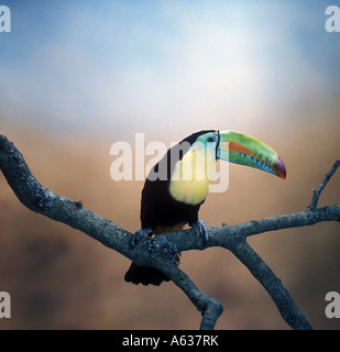 Kiel in Rechnung gestellt Toucan Rhamphastos Sulfuratus aus Südamerika - gefangen Stockfoto