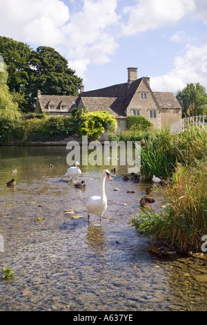 Schwäne und Enten neben der alten Mühle am Fluss Coln an der Cotswold-Dorf Fairford, Gloucestershire Stockfoto