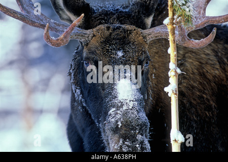 Eine Nahaufnahme Gesicht des einen Elchbullen. Stockfoto