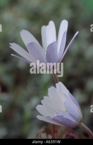 Anemone Apennina var. Albiflora (Windflower) Großaufnahme von zwei weißen Blüten mit hellblau auf Rücken der Blütenblätter. Stockfoto