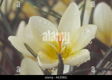 Crocus Chrysanthus 'Cream Beauty' AGM Nahaufnahme von offenen Creme farbigen Krokus. Stockfoto