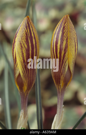 Crocus Chrysanthus var. Fuscotinctus. Nahaufnahme von zwei geschlossene gelbe Krokusse mit rot-braunen Abzeichen. Stockfoto