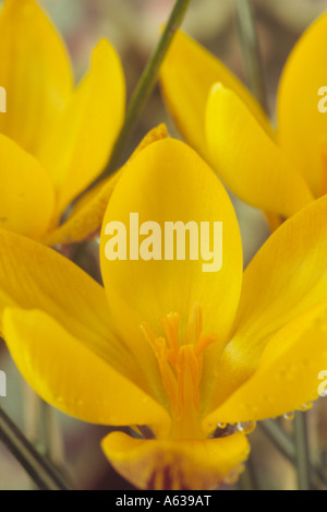 Crocus Chrysanthus var. Fuscotinctus. Nahaufnahme des offenen gelbe Krokus mit rot-braunen Abzeichen an den äußeren Blütenblättern. Stockfoto