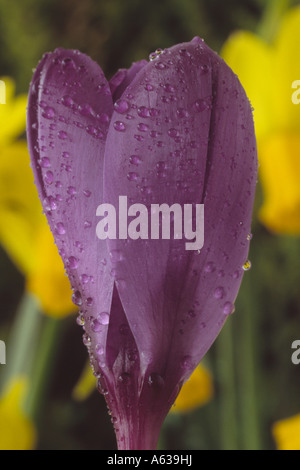 Crocus Vernus "Flower Record" (niederländische Krokus) Nahaufnahme von lila Krokus mit Wassertropfen Stockfoto