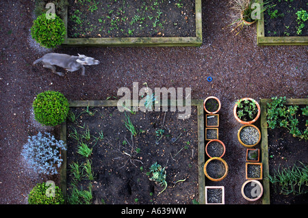 EIN HUND JAGT EINEN BLAUE GUMMIRING ZWISCHEN HOCHBEETEN MIT HÖLZERNEN RAHMEN UND TÖPFE VON BOX UND LAVENDEL IN EINEM GARTEN-UK Stockfoto