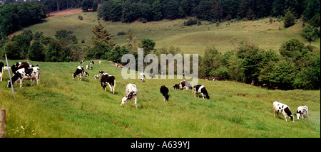 Schwarz / weiß Holstein Kühe grasen auf einem friedlichen Vermont Hügel Stockfoto