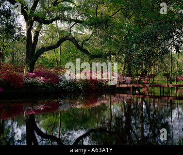 Bunten Azaleen blühen im Magnolia Gardens in South Carolina Stockfoto