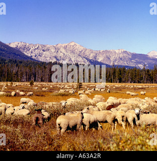 Herde Schafe zusammen in einer hohen Bergwiese in Idaho Stockfoto