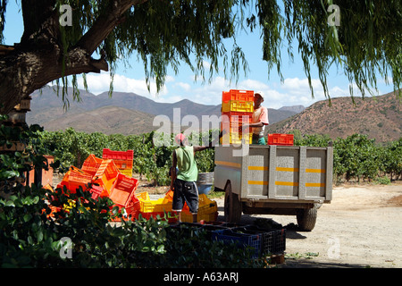 Weinindustrie bunte Kunststoff Traube Boxen zu sammeln. Südafrika Stockfoto