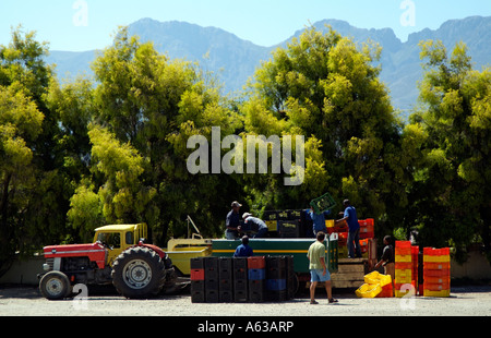 Weinindustrie Erntezeit bei Bon Courage in der Nähe von Robertson western Cape Südafrika Stockfoto