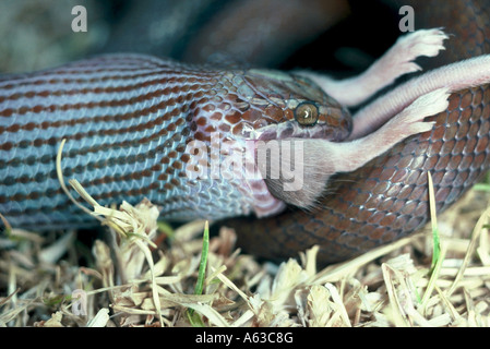 Braunes Haus Schlange zu schlucken, Lamprophis fuliginosus Maus Stockfoto