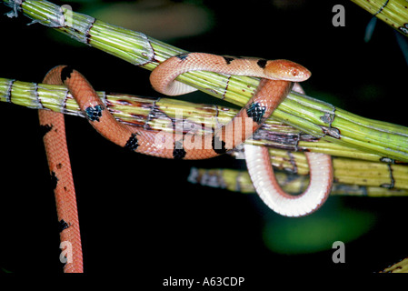 Eastern Tiger Snake, Telescopus semiannulatus Stockfoto