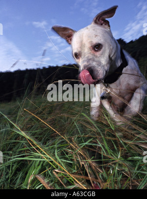 American Pit Bull Terrier leckt seine Schnauze in Feld Stockfoto