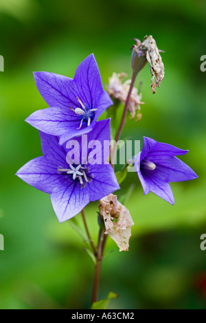 Campanula persicifolia Stockfoto