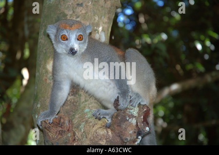 Weibliche gekrönte Lemur Eulemur Coronatus Parc Ivoloina Madagaskar aufgeführt als gefährdet zum Aussterben von IUCN Stockfoto