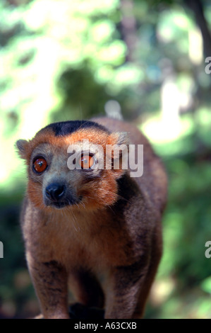 Männliche gekrönte Lemur Eulemur Coronatus Parc Ivoloina Madagaskar aufgeführt als gefährdet zum Aussterben von IUCN Stockfoto