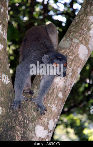 Männliche gekrönte Lemur Eulemur Coronatus Parc Ivoloina Madagaskar aufgeführt als gefährdet zum Aussterben von IUCN Stockfoto