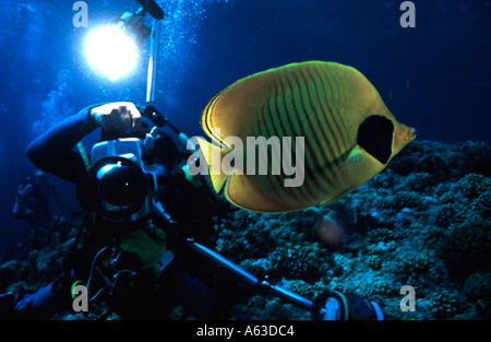 Taucher fotografieren Golden (maskiert) Butterflyfish (Chaetodontidae Semilarvatus), Elphinstone Reef, Rotes Meer, Ägypten Stockfoto