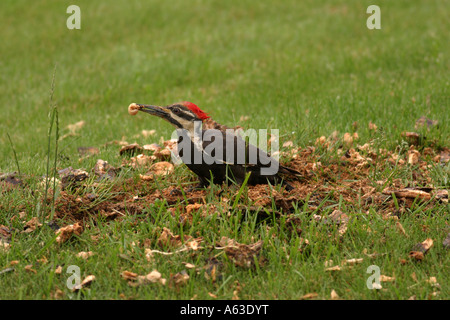 Helmspecht Essen grub Stockfoto