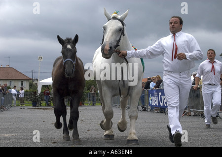 Laufen die Pferde an einem schweren Pferd Stute und Fohlen Show in La Souterraine, Frankreich Stockfoto