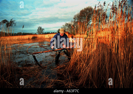 Eric Edwards, Reed schneiden auf den Norfolk Broads, Norfolk, England. Stockfoto