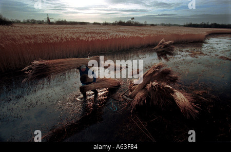 Eric Edwards, Reed schneiden auf den Norfolk Broads, Norfolk, England. Stockfoto