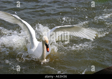 Höckerschwan kommt zur Ruhe auf dem Wasser Stockfoto