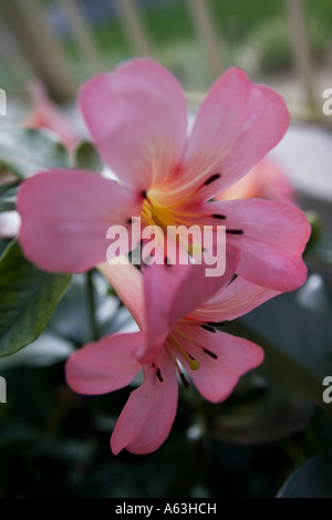 Rhododendron bobs Wahl mit rosa Blume und grünem Laub. Stockfoto