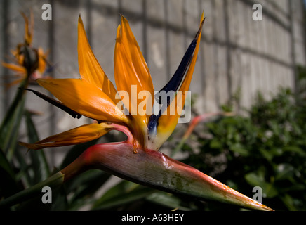 Bird Of Paradise Baum Strelitziaceae Strelitzia Reginae humilis Stockfoto