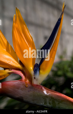 Bird Of Paradise Baum Strelitziaceae Strelitzia Reginae humilis Stockfoto