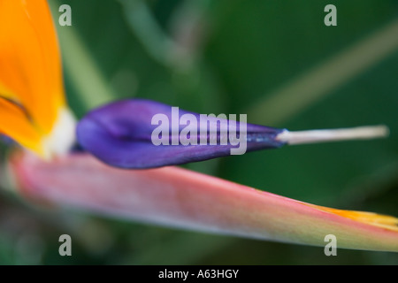 Strelitzia Reginae Paradiesvogel Baum Strelitziaceae Stockfoto