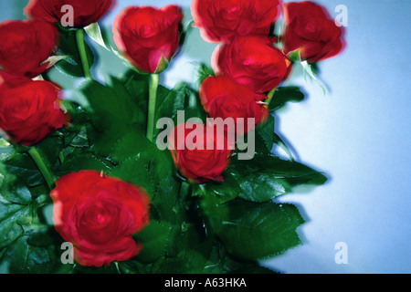 Nahaufnahme von Blumenstrauß Rosen Stockfoto