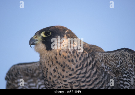 Wanderfalke (Falco Peregrinus) Stockfoto