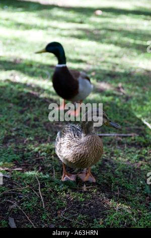 Wilde Enten auf der Suche nach Nahrung mit keine Angst und viel Neugier. Stockfoto