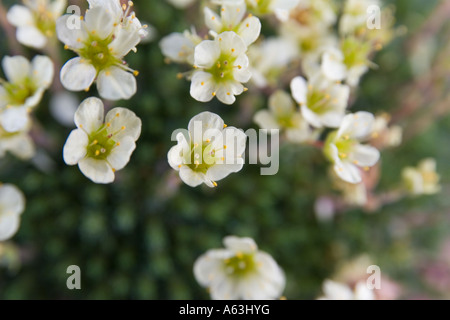 Saxifraga Boston Spa alpine Pflanze. Stockfoto