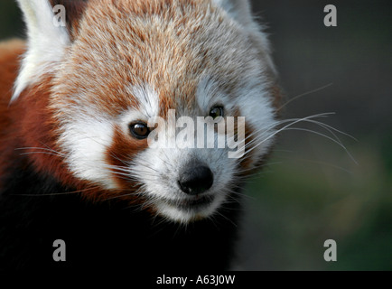Roter Panda im Zoo von Bristol Stockfoto