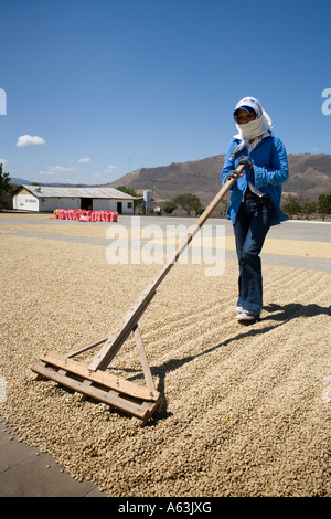 Frau mit Rechen Turrning Kaffeebohnen auf die Trocknung Terrassen am Solcafe Beneficio in Nicaragua Matagalpa Stockfoto