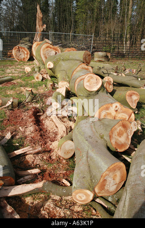 Gefällte Buche Fagus sylvatica Stockfoto