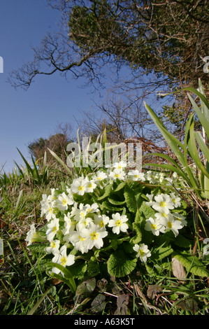 Primel Primula Vulgaris Blüte in eine Hecke Stockfoto