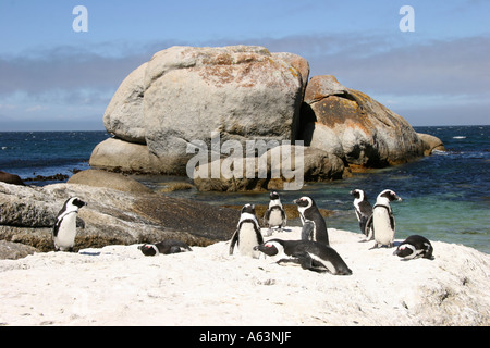 Kaiserpinguine (Aptenodytes Forsteri) am Strand Stockfoto