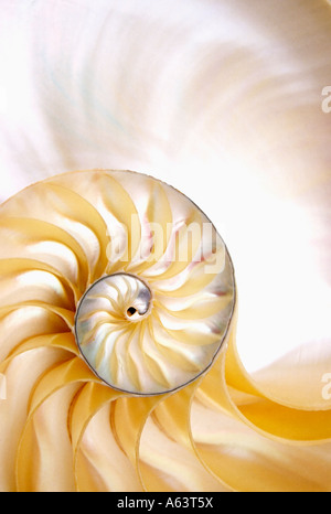 Nautilus-Schale-Abschnitt Stockfoto