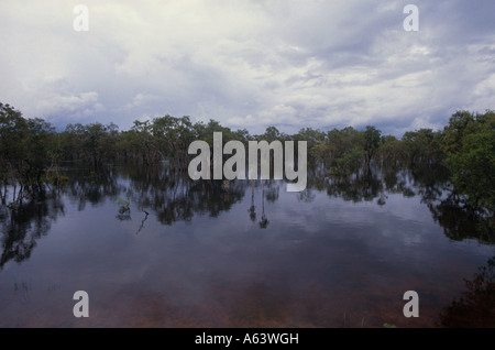 Feuchtgebiet von Billabong gelbe Wasser am Morgen Region des nördlichen Arnhemland Kakadu Nationalpark Territory Australien Stockfoto