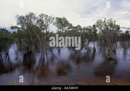 Feuchtgebiet von Billabong gelbe Wasser am Morgen Region Arnhemland Kakadu Nationalpark Staat northern Territory Australien Stockfoto