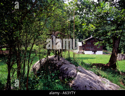 Porträt der Ziegenbock im freien Dorfmuseum Ballenberg Region des Berner Highlands Alpes Kanton Bern Stockfoto