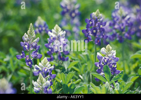 Bereich der Texas Bluebonnets Lupinus Texensis Fabaceae Central Texas in der Nähe von Austin Stockfoto