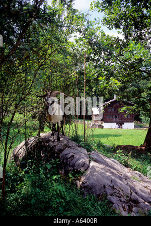 Porträt der Ziegenbock im freien Dorfmuseum Ballenberg Region Highland schweizerischer Berner Alpen der Schweiz Stockfoto