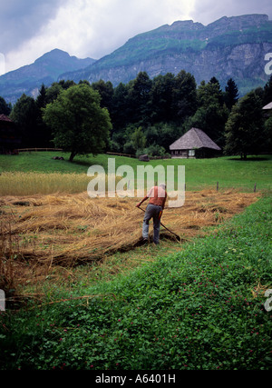 Ernte der Flachs im freien Dorfmuseum Ballenberg Region Highland schweizerischer Berner Alpen der Schweiz Stockfoto