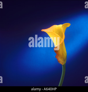 Gelbe Calla Lilie Stockfoto