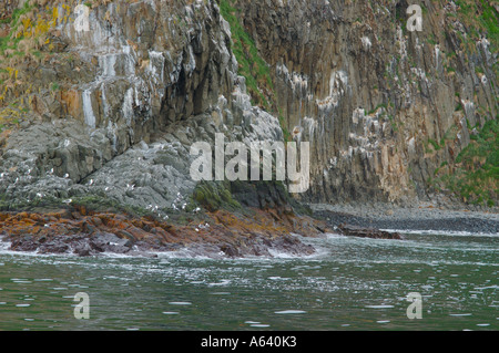 Meereslandschaft. Vertikale abrupte Küsten der Starichkov Insel von Seevögeln bewohnt. North Pacific, Kamtschatka, Sibirien Stockfoto