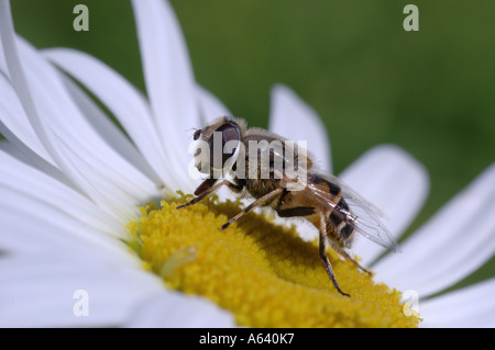 Makroaufnahme einer Blume fliegen Surphidae Mimikry, eine Wespe auf einer Kamille Blume ähneln. Kamtschatka, Sibirien, Pazifik, Russland Stockfoto